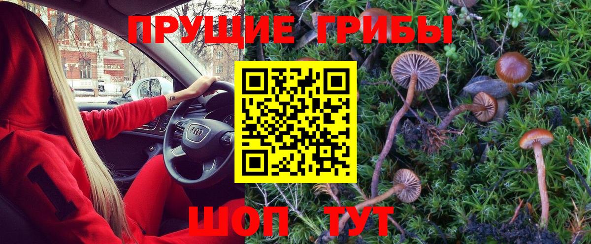 Псилоцибиновые грибы Cubensis Кувандык