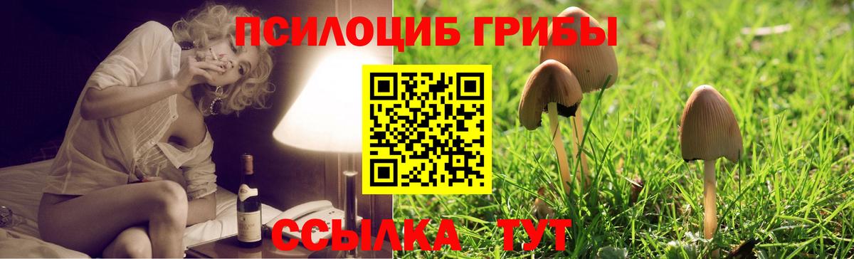 Кувандык  Псилоцибиновые грибы Psilocybe  Вход с VPN  Псилоцибиновые грибы Psilocybe 